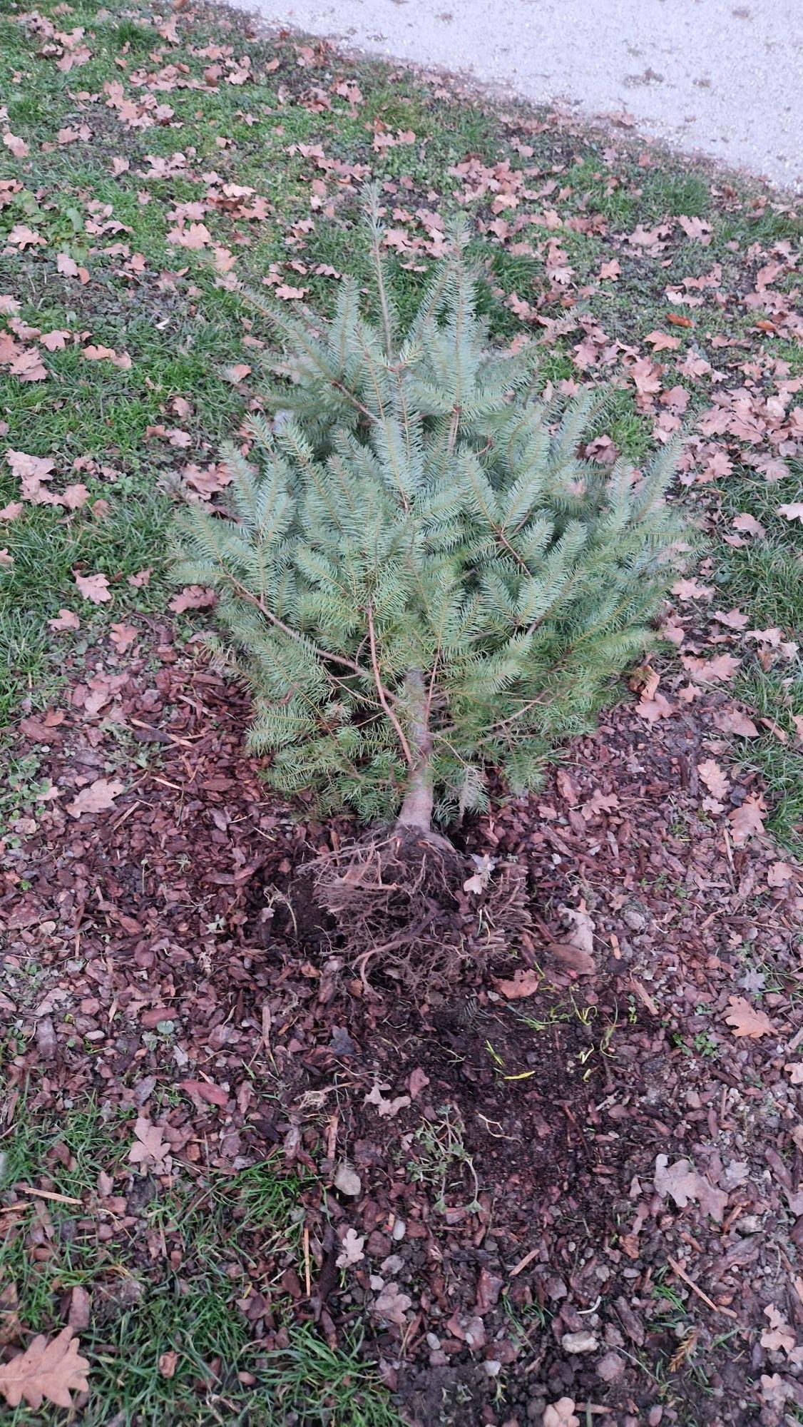 Vandalizem v Mestnem parku
