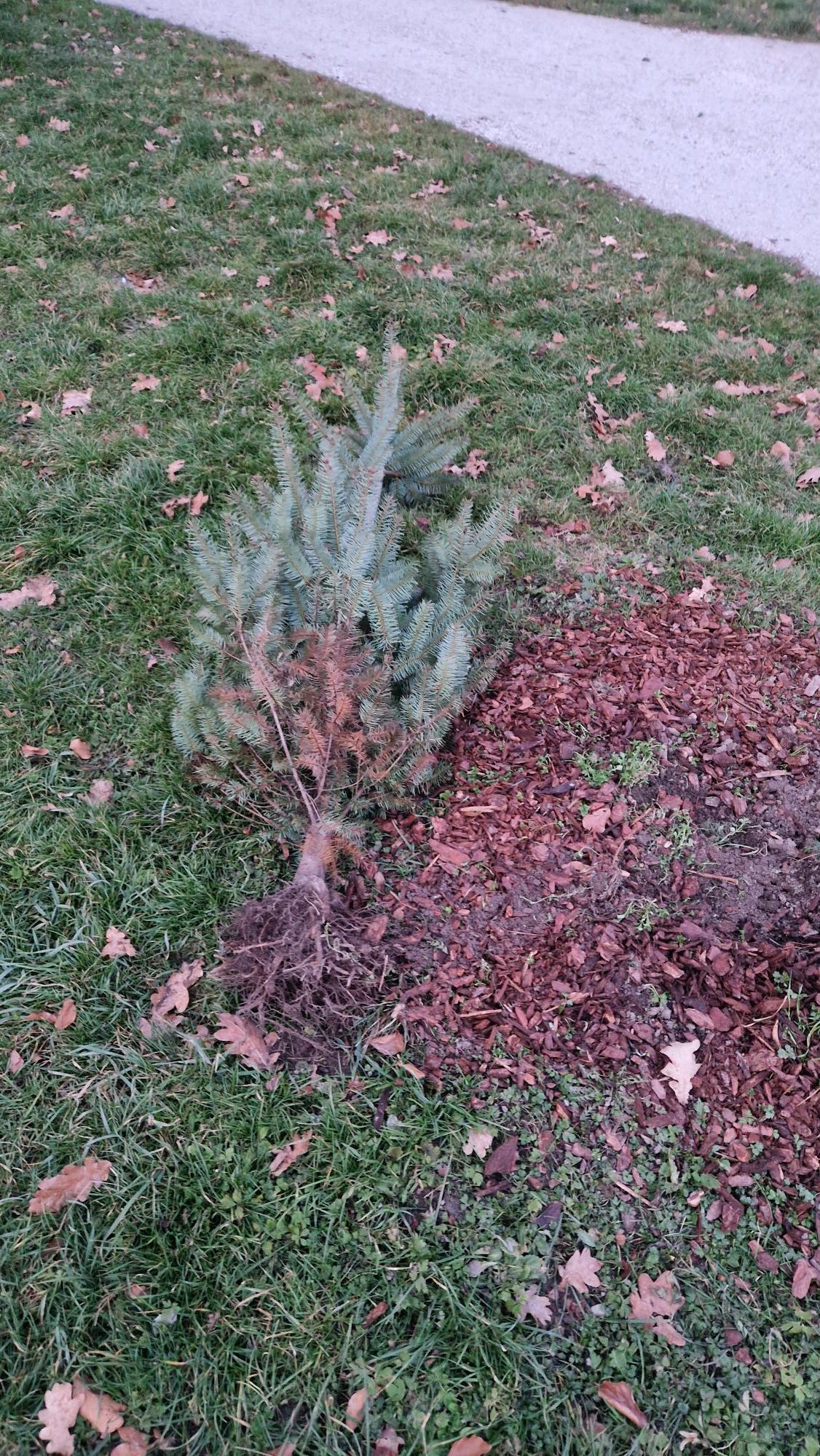 Vandalizem v Mestnem parku